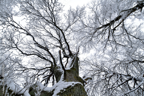 Eiche im Winter photo