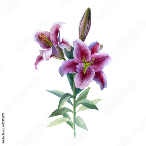 Watercolor illustration. Lily flowers. Spring summer motive.