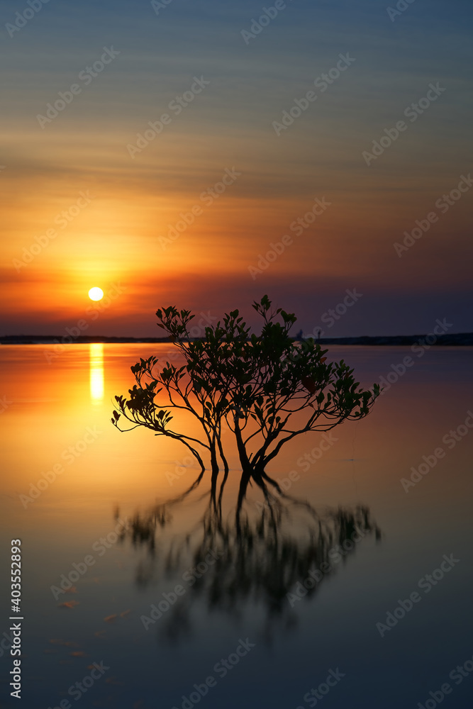Mangrove tree in the river at sunset in Rapid Creek, Darwin. Mangrove tree in the river at sunset in Rapid Creek, Darwin.