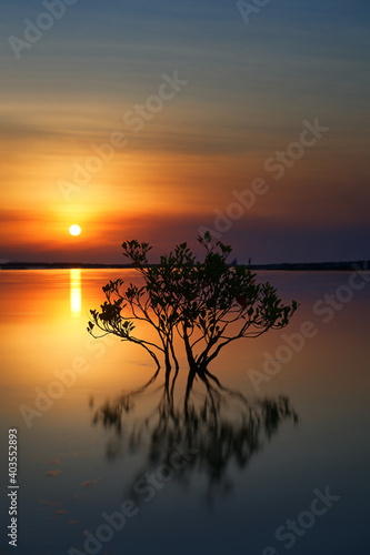 Mangrove tree in the river at sunset in Rapid Creek, Darwin. © Trung Nguyen