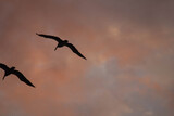 Sombras de pelicanos en hermoso atardecer en costas mexicanas