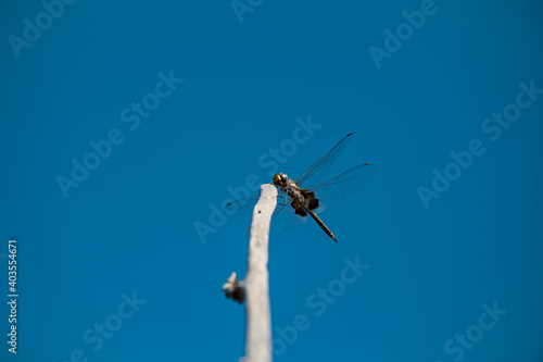 Closeup of dragonfly on a twig against a clear blue sky at Dripstone Beach, Darwin. © Trung Nguyen