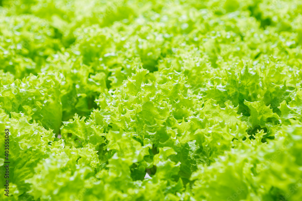Closeup green coral lettuce background, nature concept, organic vegetable, healthy food Closeup green coral lettuce background, nature concept, organic vegetable, healthy food