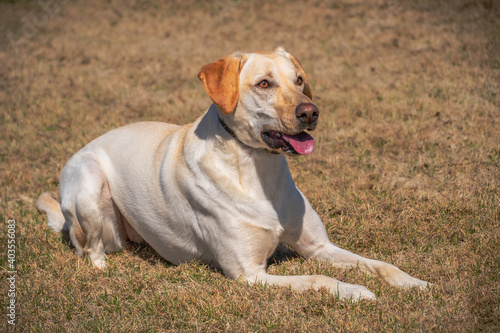 2021-01-06 A BEAUTIFUL FEMALE YELLOW LABRADOR LYING IN BROWN GRASS WITH A FADED BACKGROUND