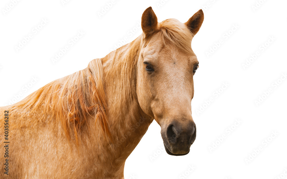 Fototapeta premium Isolated portrait of young horse on white background, light brown horse, close up face, horse facing to camera.
