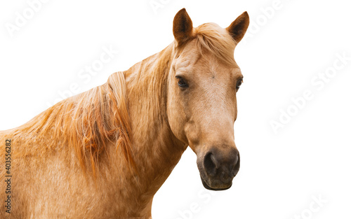 Fototapeta Naklejka Na Ścianę i Meble -  Isolated portrait of young horse on white background, light brown horse, close up face, horse facing to camera.
