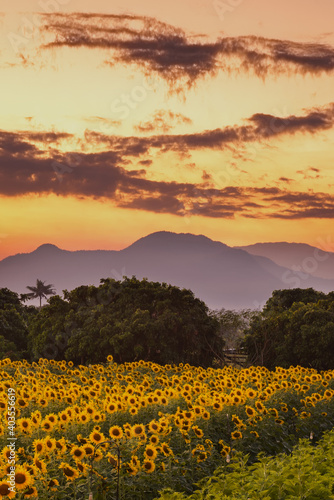 Field of blooming sunflowers field with sunset sky