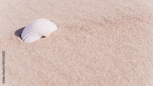 Summer concept background with seashells, shells on sand tropical sea beach. Design of summer vacation holiday concept.
