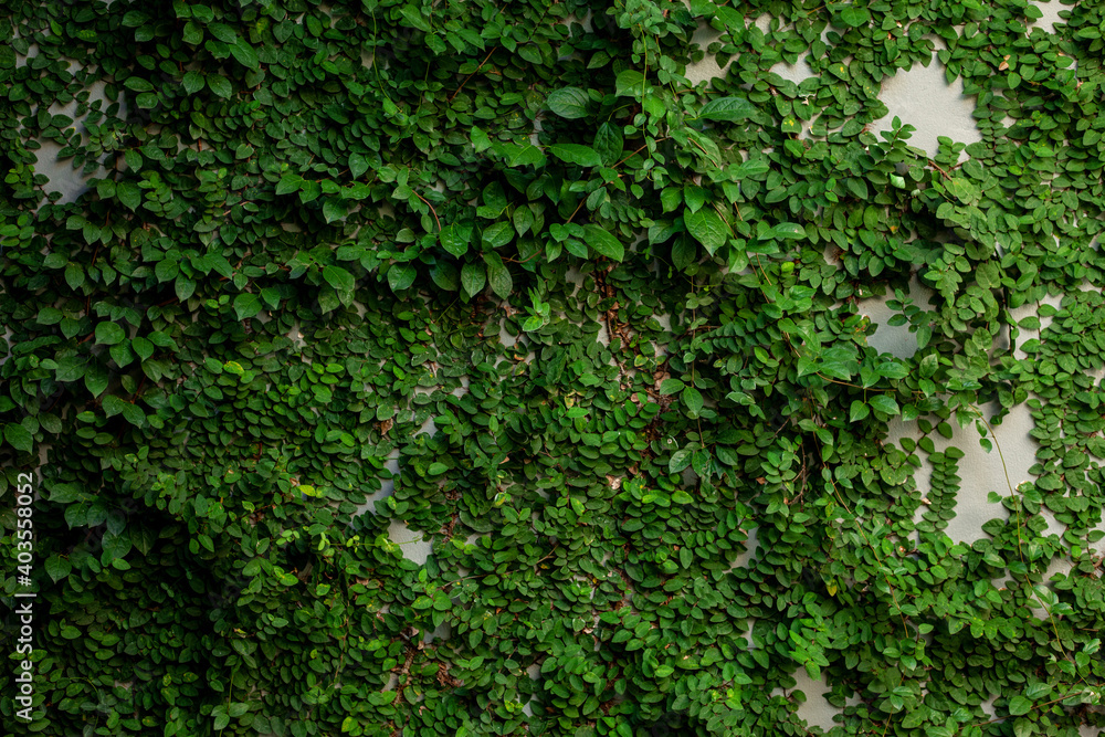 abstract green leaves texture, nature background, dark tone wallpaper abstract green leaves texture, nature background, dark tone wallpaper