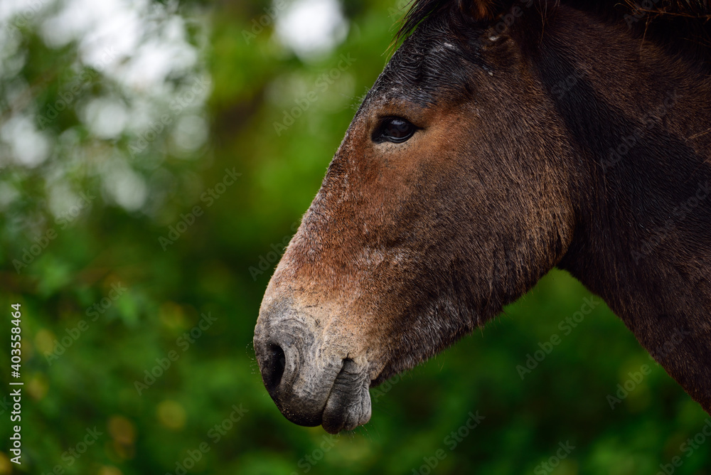 Naklejka premium horse