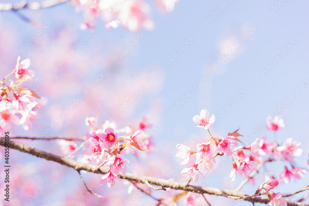 Obraz premium Sakura flower background. Spring background with cherry flowers blossom