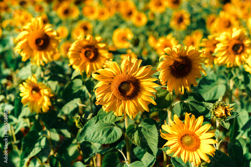 Sunflower field in the morning on the mountain