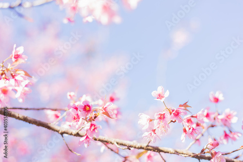 Sakura flower background. Spring background with cherry flowers blossom © AungMyo