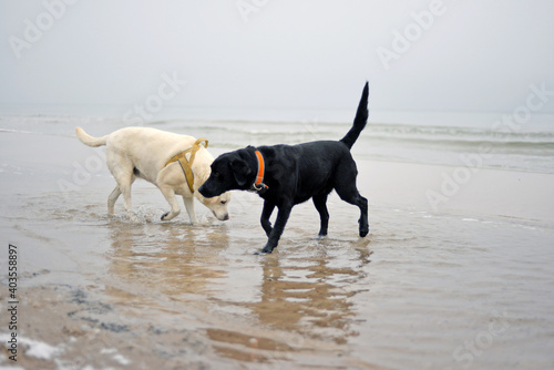 two dogs playing on beach