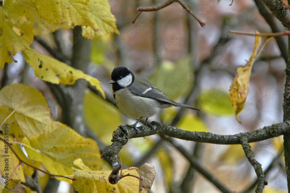 Great tit on a branch Great tit on a branch
