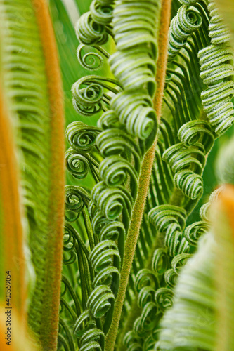 Close up detail of unfurling leafs on a Cycad tree.