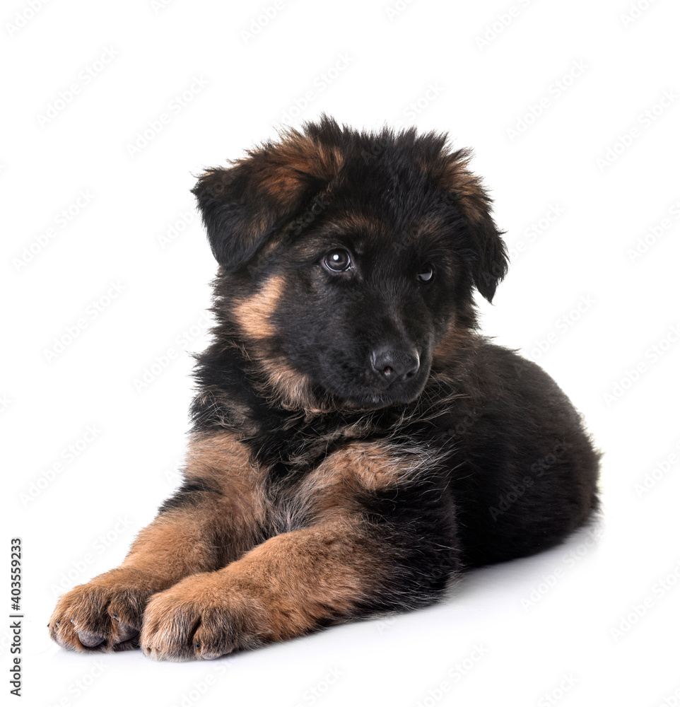 puppy german shepherd puppy german shepherd