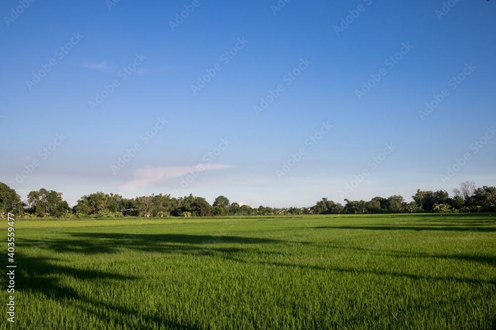 Green rice paddy field agriculture background in South East Asia.