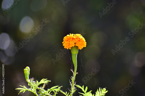  Mexican Marigold 6000 x 4000, 300dpi , Nikon D5600, F/5.6, 1/125sec., ISO 100 , Focal Length 190mm 