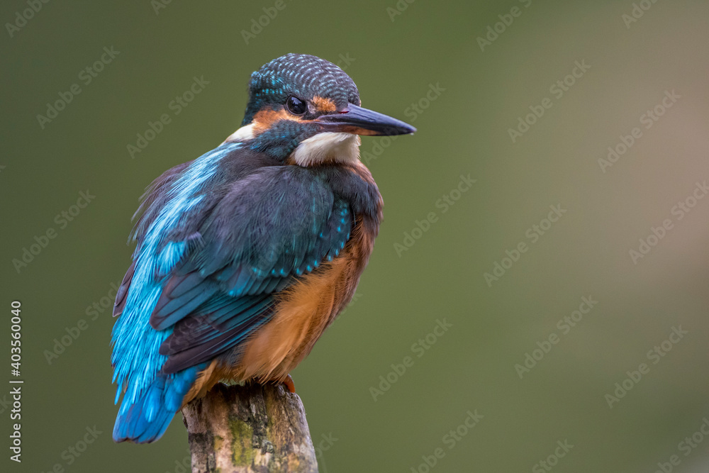 Fototapeta premium Eisvogel (Alcedo atthis)