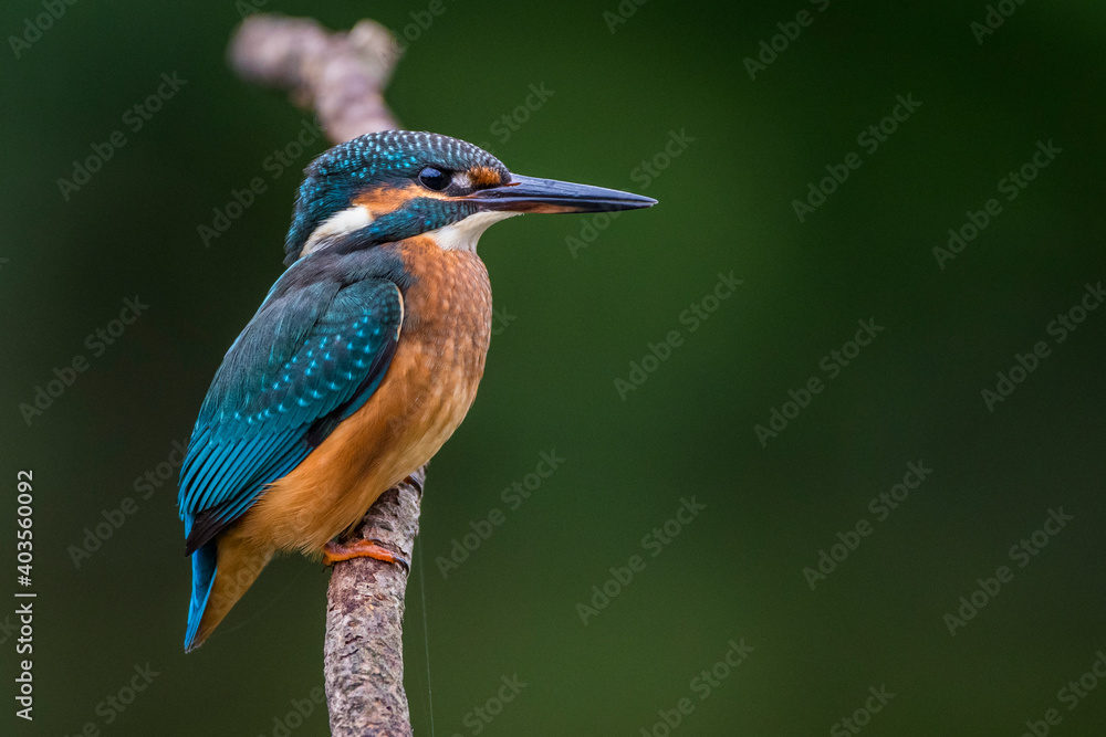 Fototapeta premium Eisvogel (Alcedo atthis)