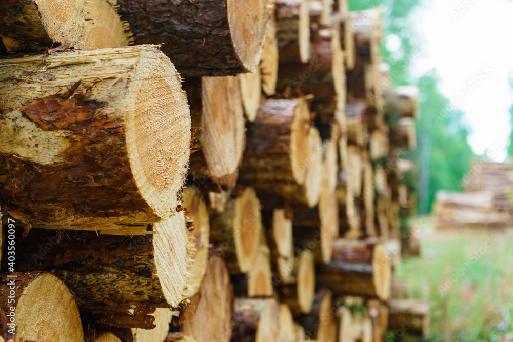 Pile of wood wooden logs in forest Pile of wood wooden logs in forest