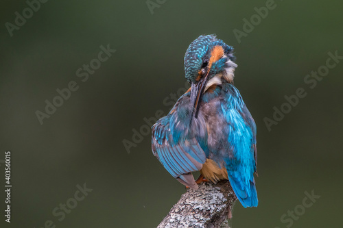 Eisvogel (Alcedo atthis) Männchen bei der Gefiederpflege photo