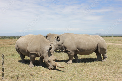 last white rhinos ol pejeta kenya