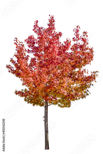 color in fall, maple leaf on white background