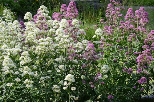 Closeup Centranus ruber and Centranthus alba with blurred background in garden