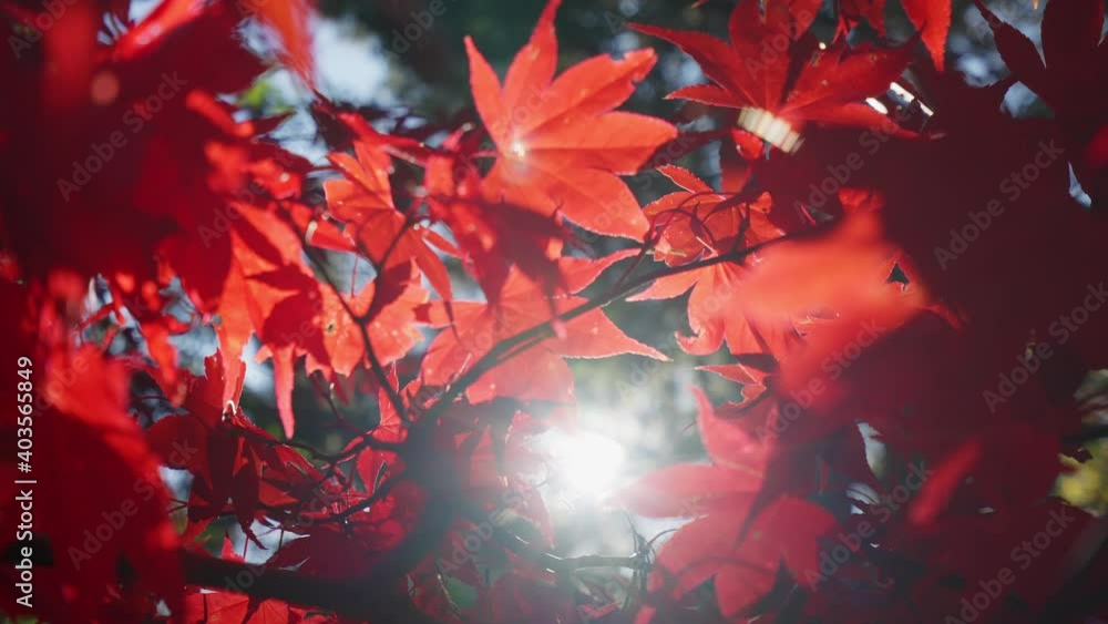 Red maple leaves moving on wind Red maple leaves moving on wind
