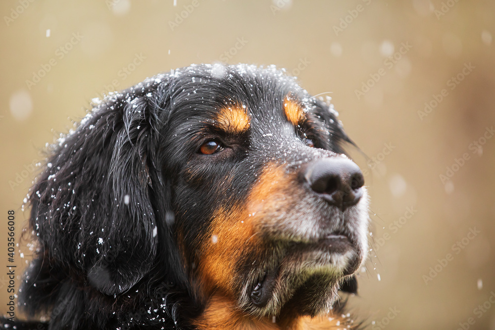 male black and gold Hovie portrait close up with snowing