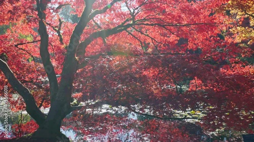 Red leaves maple tree in a garden