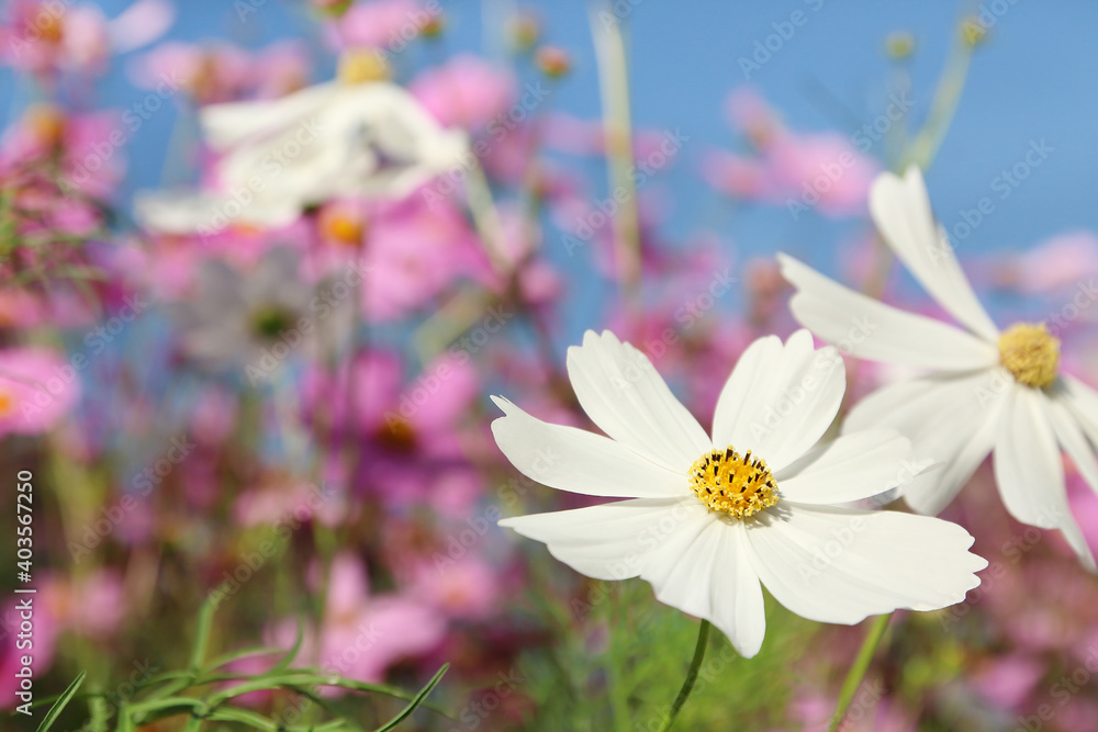 White cosmos flowers is blooming in the field.