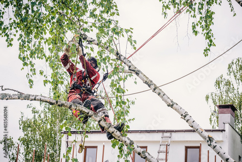 Arborist cuts branches on a tree with a chainsaw, secured with safety ropes.