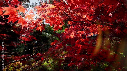 Zoom out red leaves maple tree in a garden
