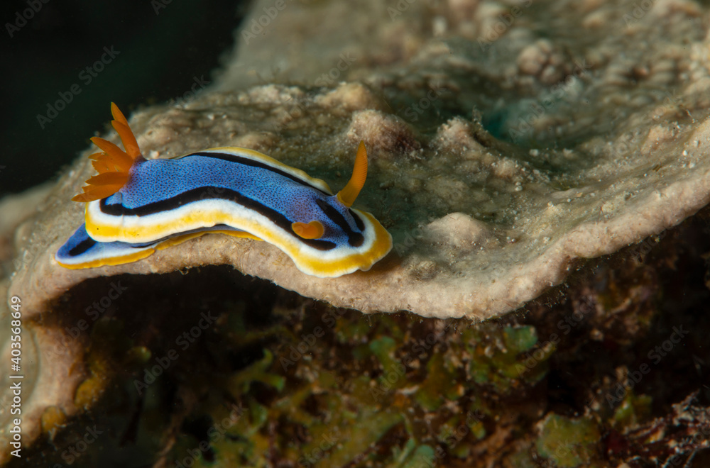 Nudibranch Chromodoris annae. Romblon Philippines. Nudibranch Chromodoris annae. Romblon Philippines.