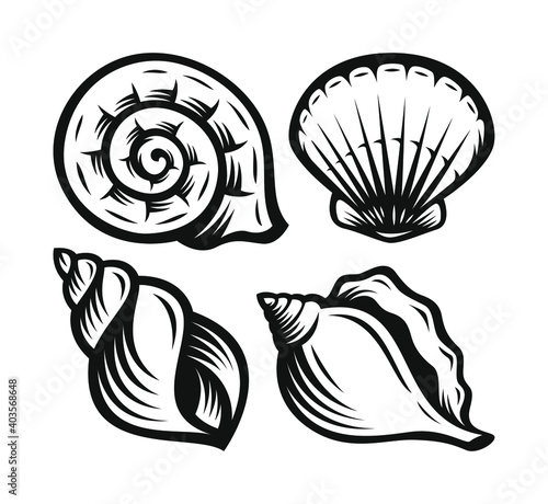 Seashells in vintage design. Collection of various mollusk sea shells.