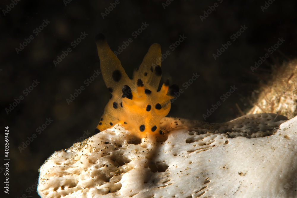 Obraz premium Picachu nudibranch. Romblon, Philippines ...
