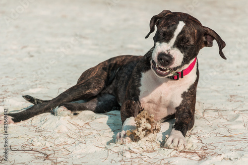 A cute Pittbull Terrier is playing at the beach