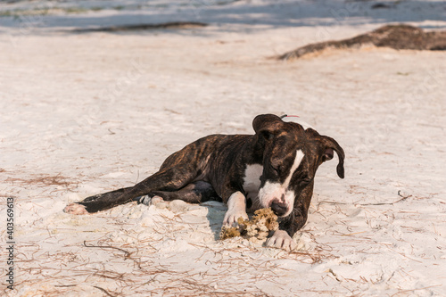 A cute Pittbull Terrier is playing at the beach