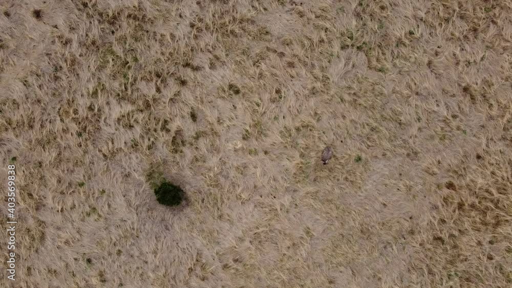 overhead view of a lone adult native australian emu in a large flowing grassy field, rural Victoria, Australia overhead view of a lone adult native australian emu in a large flowing grassy field, rural Victoria, Australia