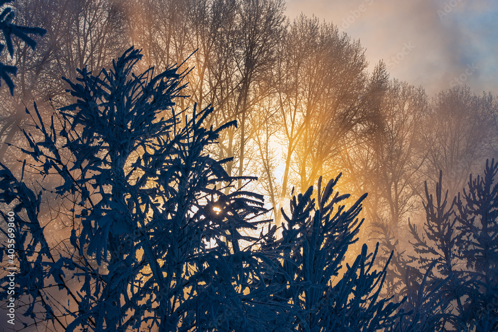 Obraz premium picturesque winter landscape view of trees covered with fresh snow at sunrise 