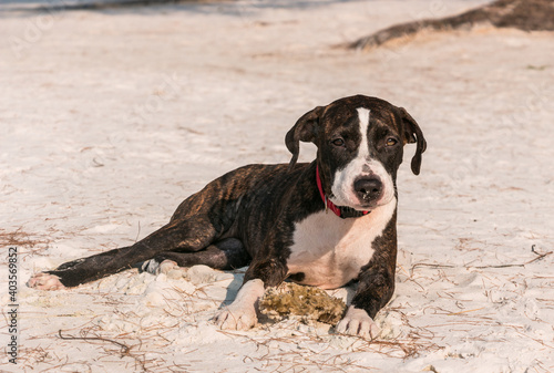 A cute Pittbull Terrier is playing at the beach