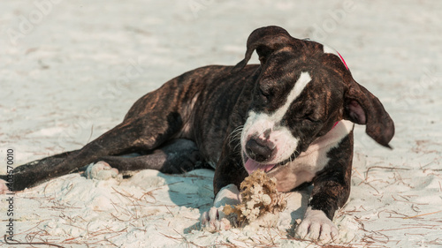 A cute Pittbull Terrier is playing at the beach