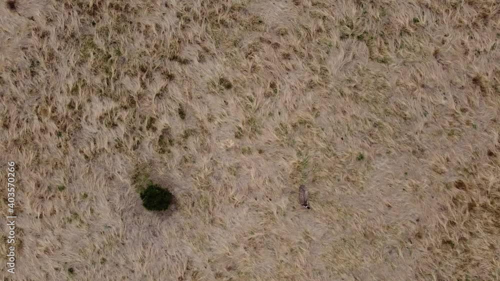 overhead view of a lone adult native australian emu in a large flowing grassy field, rural Victoria, Australia overhead view of a lone adult native australian emu in a large flowing grassy field, rural Victoria, Australia