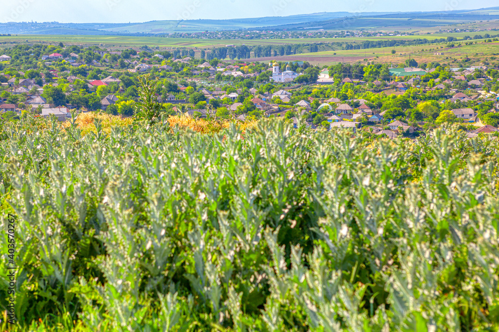 Uncultivated plants in rustic area . Aerial village view 