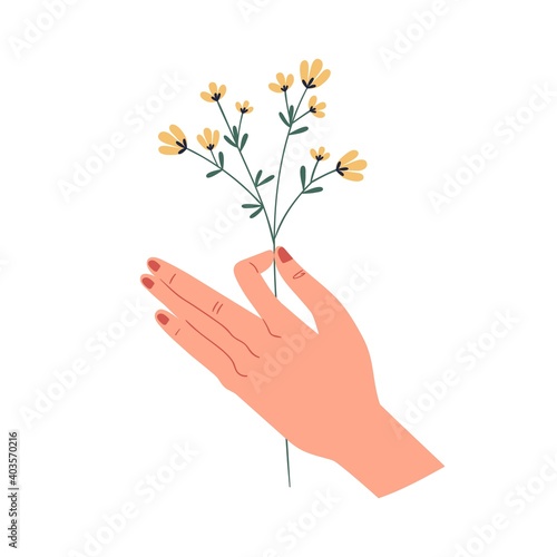 Female hand holding delicate yellow wild flower isolated on white background. Herbal floral plant. Perennial graphic wildflower. Flat vector illustration