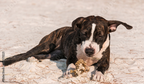 A cute Pittbull Terrier is playing at the beach