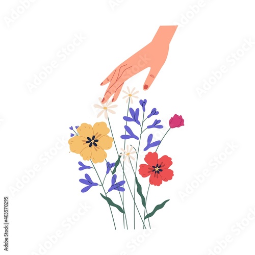 Female hand touching summer bouquet of gorgeous wild or field flowers. Bunch of tender blooming anemones isolated on white background. Colorful flat vector illustration